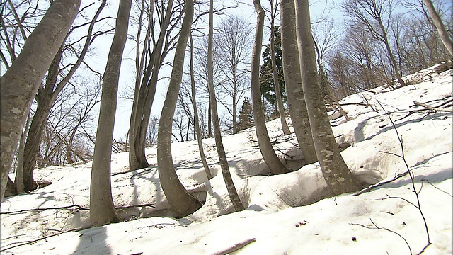 雪覆盖了被日本山毛榉覆盖的斜坡。视频素材