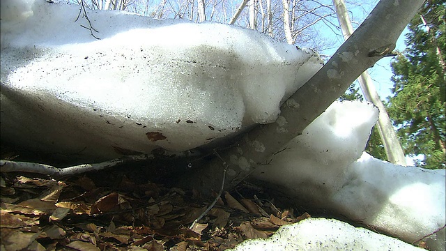 森林里融化的雪滴下水滴。视频素材