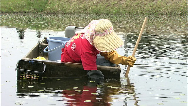 一个女人从河里收集水盾。视频素材