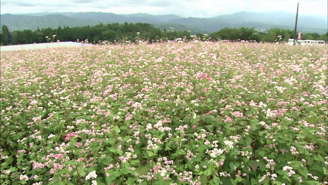 红荞麦花生长在日本长野的一块地里。视频素材