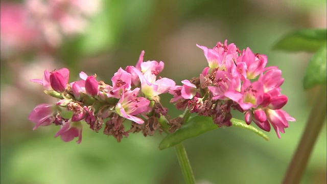 日本长野，红荞麦花上的花瓣。视频素材