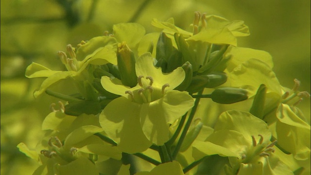 日本秋田，花苞贴着油菜籽。视频素材