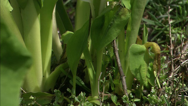 日本神户六甲高山植物园，臭白菜开花。视频素材