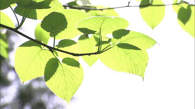 在日本神户市立植物园里，阳光透过鸽子树的叶子照射下来。视频素材