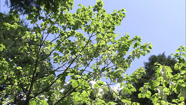 在日本神户市立植物园里，风轻轻吹拂着一棵鸽子树。视频素材