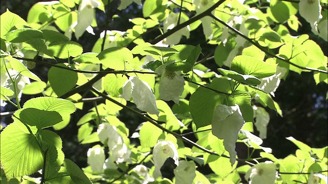 在日本神户市立植物园里，风轻轻吹拂着一棵鸽子树。视频素材