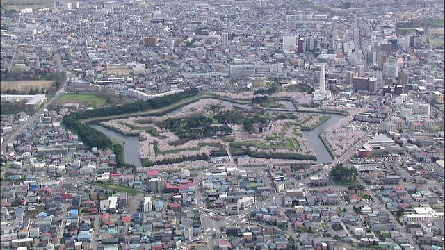 日本函馆五街炮台周围的樱花树。视频素材