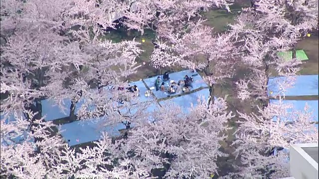 春天，一家人在樱花树下野餐。视频素材