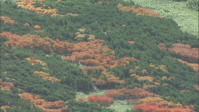 秋天的树木覆盖了日本大屿山火山群朝日山的山坡。视频素材