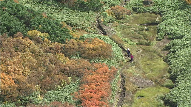 朝日山(Mount Asahi)山谷中，游客们沿着一条小路漫步，沿途点缀着美丽的秋树。视频素材