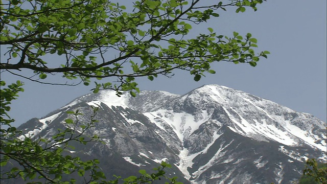 绿树成荫的枝叶后面矗立着一座白雪皑皑的大山。视频素材