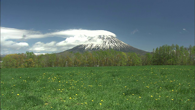 Yotei山前有一片美丽的草地开花了。视频素材