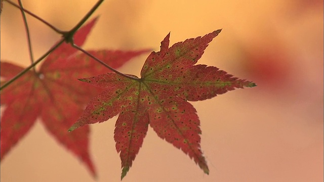 五彩缤纷的枫叶在秋天熠熠生辉。视频素材