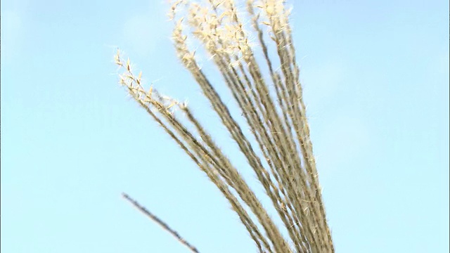 秋吉高原上的龙须草在微风中摇曳。视频素材