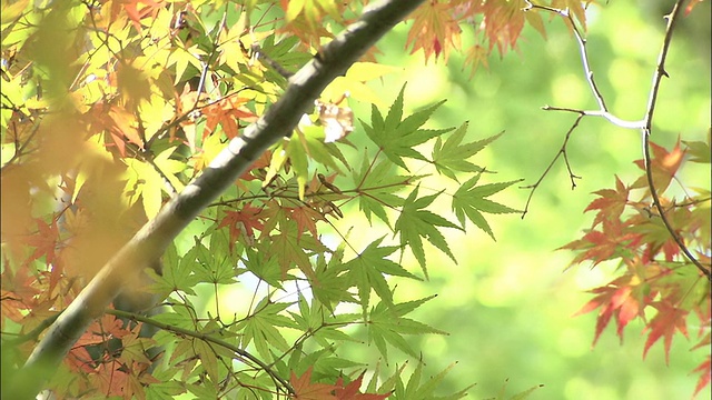 圆润的阳光透过悟空寺附近的秋叶照耀着。视频素材