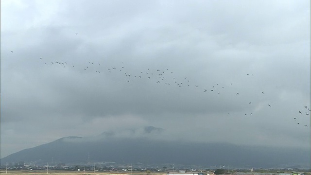 野鸭在日本的Sone干海滩上成群结队地降落在水面上。视频素材