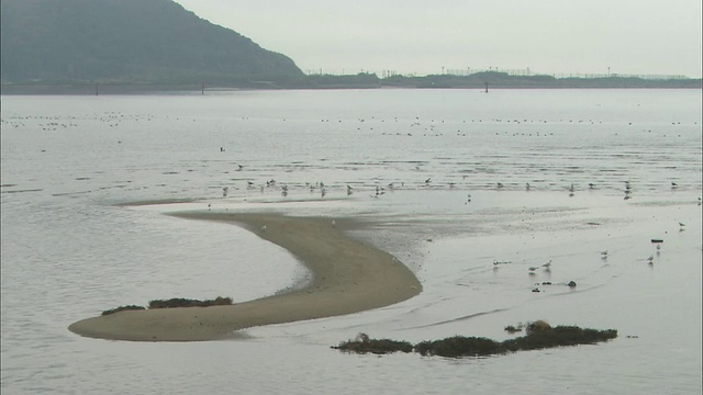 鸟儿聚集在海滩上。视频素材