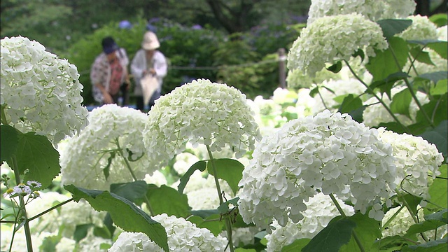 游客们穿过一座花园，经过绣球花。视频素材