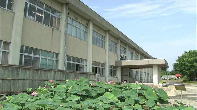 荷花在一座建筑物附近盛开。视频素材