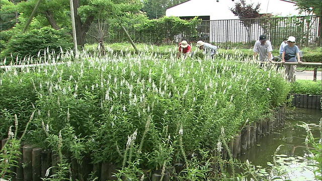 游客们在观赏水本公园的一个被灌木三叶草覆盖的池塘。视频素材