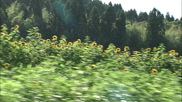 游客们停下来观赏一片向日葵草地。视频素材