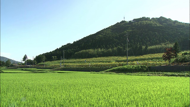 车辆驶过日本萩市附近的稻田和向日葵田。视频素材