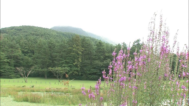 紫色的松花围绕着山湖开放。视频素材