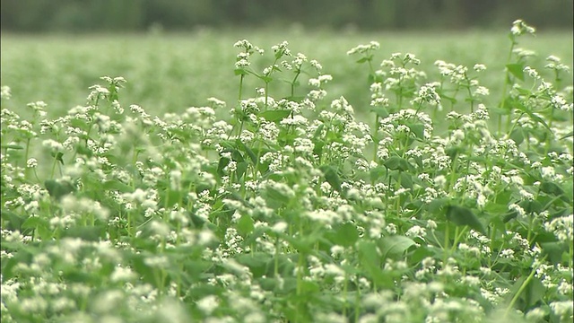 荞麦花在广阔的田野上盛开。视频素材