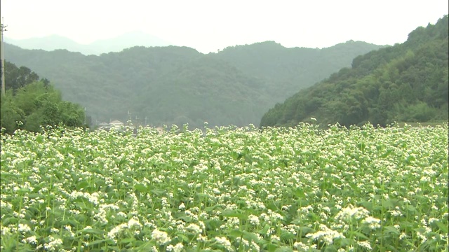 荞麦花盛开在山上的草地上。视频素材