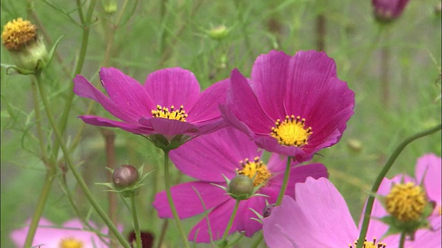 漂亮的粉红色宇宙花在草地上。视频素材