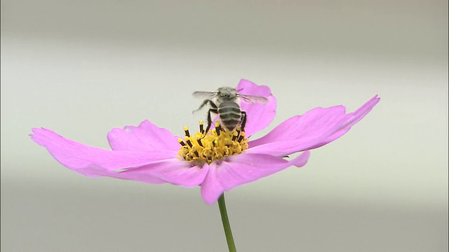 一只蜜蜂正在探索宇宙。视频素材