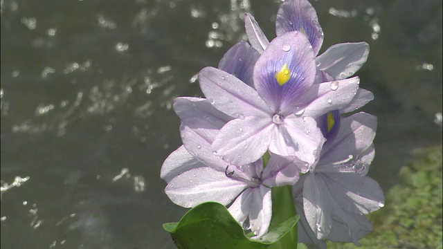 水葫芦在小溪边开花。视频素材