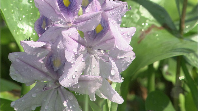 水花溅在水葫芦上。视频素材