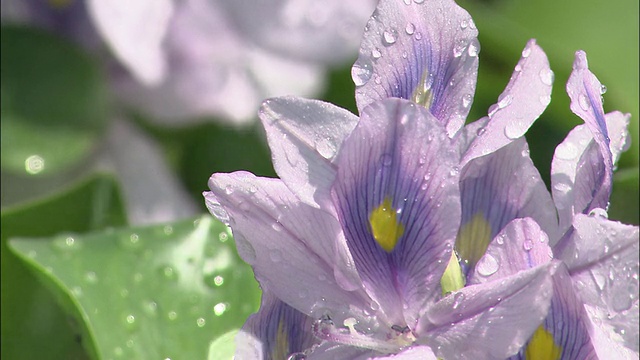 水珠附着在水葫芦的花瓣上。视频素材