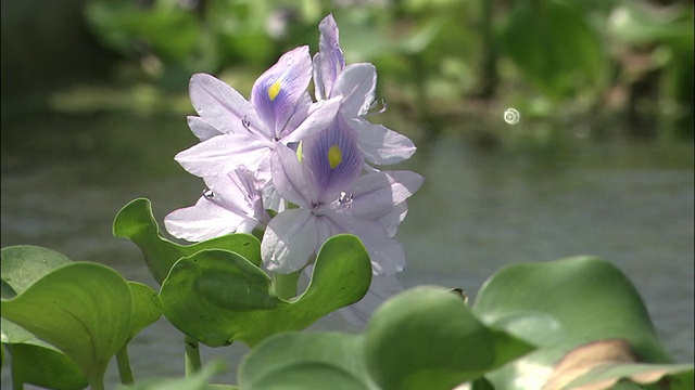 水葫芦在池塘边开花。视频素材