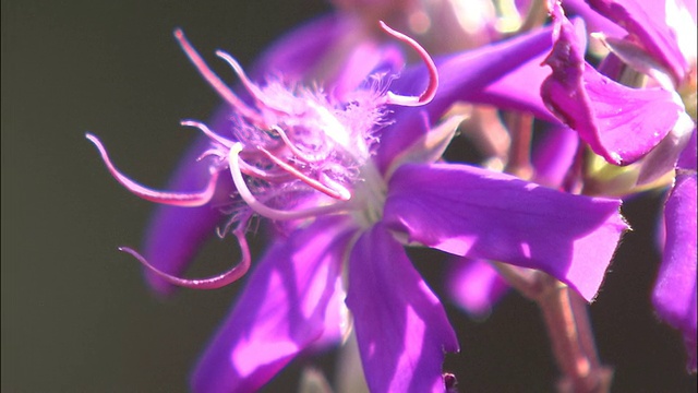 奇异的紫色花瓣打开，露出卷曲的雌蕊和雄蕊。视频素材