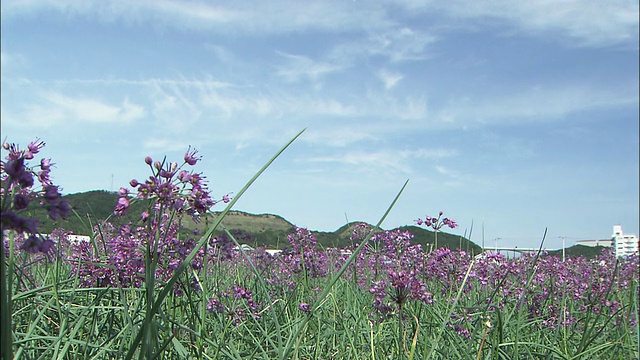 田野的罗京花在微风中沙沙作响。视频素材