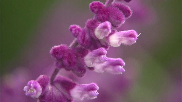 茎上长着紫色的花朵和花蕾。视频素材