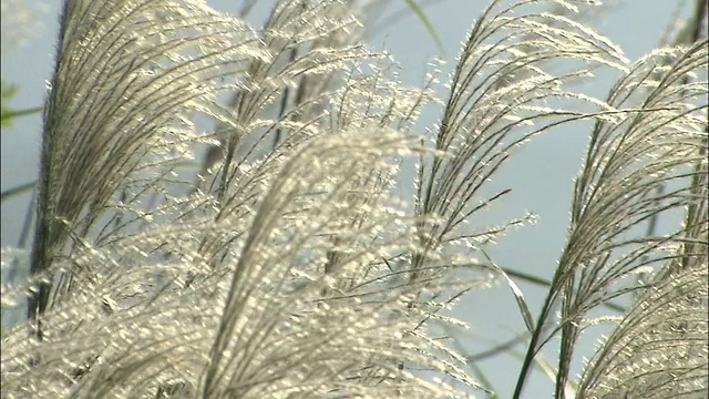 花草在微风中摇曳。视频素材