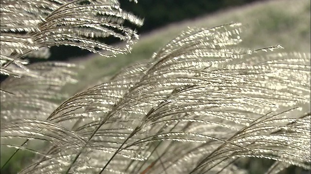 龙须草在微风中摇曳。视频素材