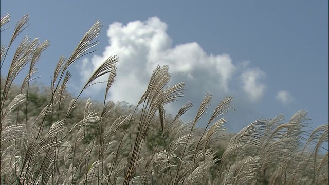 龙须草在微风中弯曲。视频素材