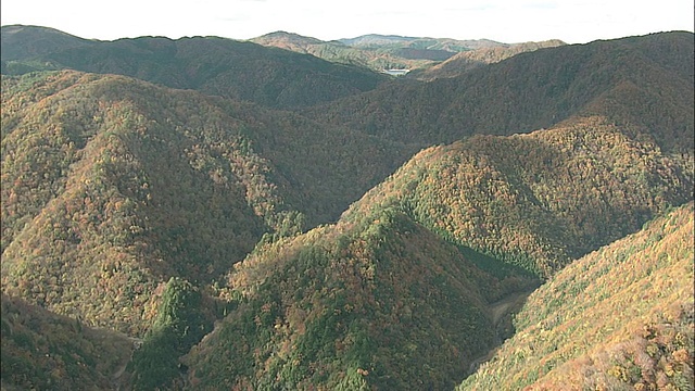 秋天的树木覆盖了山丹峡的山坡和小山。空中拍摄视频素材