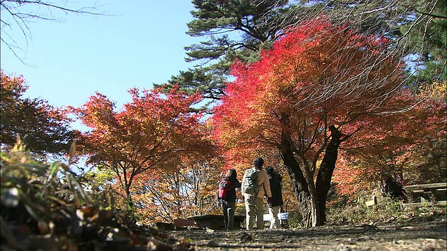 在东京的三竹山上，徒步旅行者沿着一条绿树成荫的小路行走。视频素材