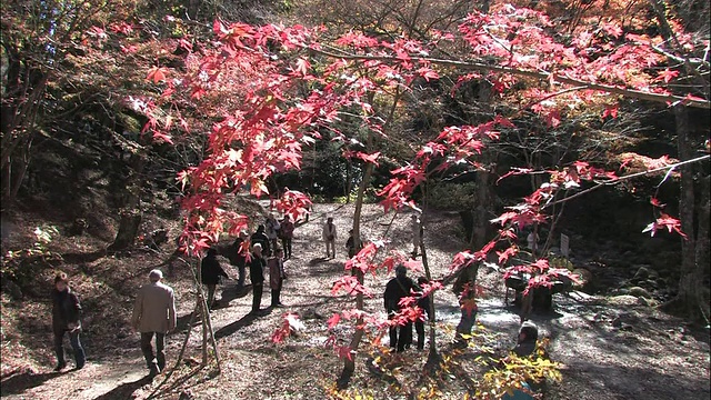 游客欣赏优美的秋景。视频素材