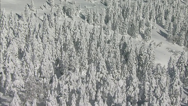 雪地摩托在灶山的一条小径上行驶。空中拍摄视频素材