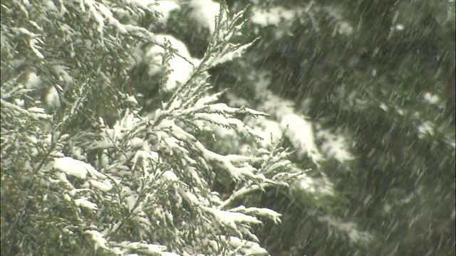 大雪重重地落在常青树上。视频素材