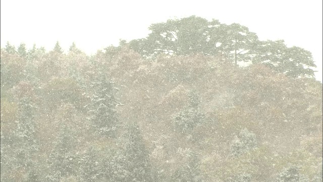 山上的森林下着大雪。视频素材