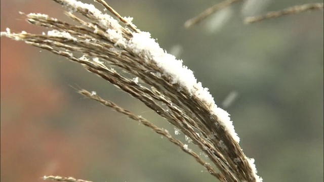 小雪堆积在日本银草的穗上。视频素材