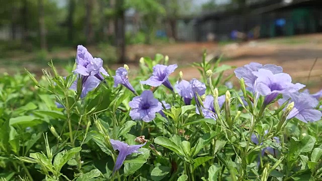 紫色的花视频素材