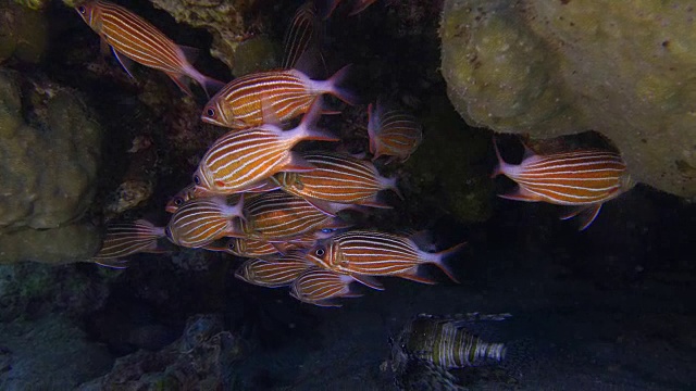 金鳞鱼科视频素材